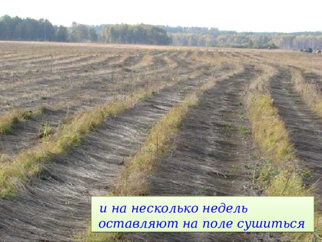 и на несколько недель  оставляют на поле сушиться 