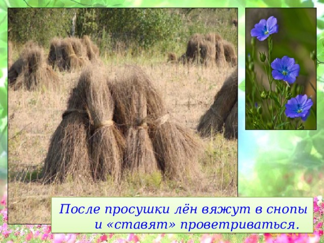  После просушки лён вяжут в снопы и «ставят» проветриваться. 