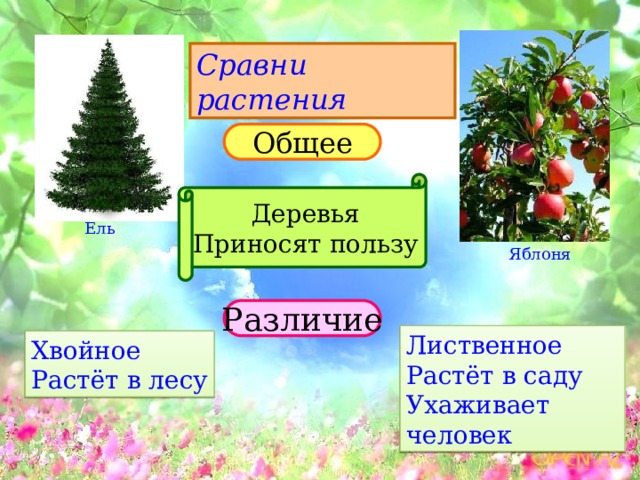 Польза ели. Ель и яблоня. Сравни растения. Какую пользу несут лиственные деревья. Какую пользу приносят хвойные деревья 2 класс.