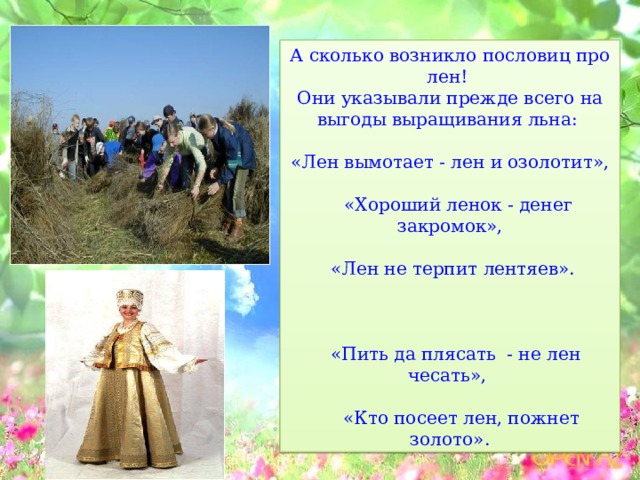 А сколько возникло пословиц про лен! Они указывали прежде всего на выгоды выращивания льна: «Лен вымотает - лен и озолотит»,  «Хороший ленок - денег закромок»,  «Лен не терпит лентяев».  «Пить да плясать - не лен чесать»,  «Кто посеет лен, пожнет золото». 