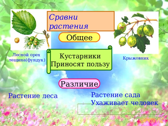 Сравни растения Общее Кустарники Приносят пользу Лесной орех лещина(фундук) Крыжовник Различие Растение сада Ухаживает человек Растение леса  