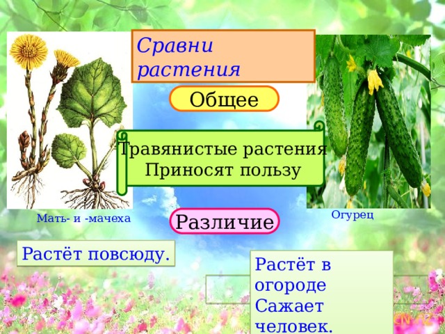 Сравни растения Общее Травянистые растения Приносят пользу Огурец Различие Мать- и -мачеха Растёт повсюду. Растёт в огороде Сажает человек.  