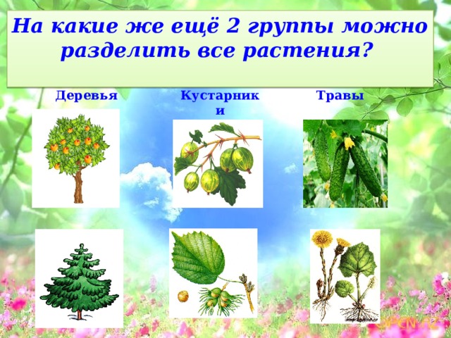 На какие две группы можно разделить растения. Группы растений деревья кустарники и травы. Все растения можно разделить на группы. Деревья и кустарники презентация для дошкольников.