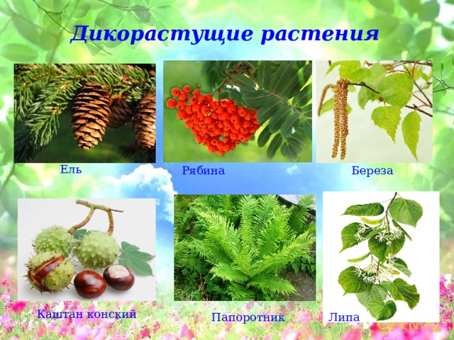 Дикорастущие растения Ель Рябина Береза Каштан конский Папоротник Липа 