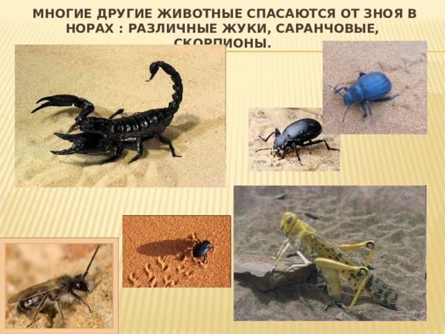  МНОГИЕ ДРУГИЕ ЖИВОТНЫЕ СПАСАЮТСЯ ОТ ЗНОЯ В НОРАХ : РАЗЛИЧНЫЕ ЖУКИ, САРАНЧОВЫЕ, СКОРПИОНЫ. 