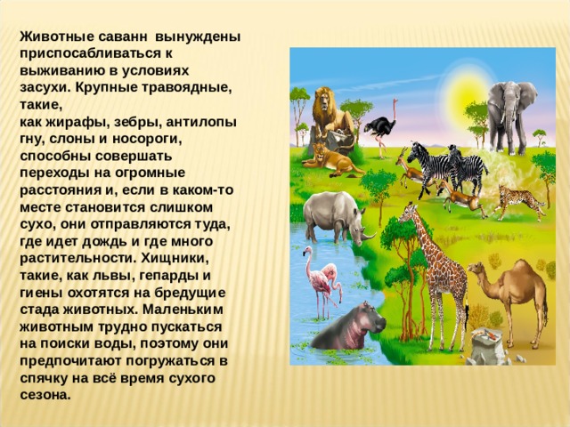 Животные саванн вынуждены приспосабливаться к выживанию в условиях засухи. Крупные травоядные, такие, как  жирафы, зебры, антилопы гну, слоны  и  носороги, способны совершать переходы на огромные расстояния и, если в каком-то месте становится слишком сухо, они отправляются туда, где идет дождь и где много растительности. Хищники, такие, как  львы, гепарды и гиены охотятся на бредущие стада животных. Маленьким животным трудно пускаться на поиски воды, поэтому они предпочитают погружаться в спячку на всё время сухого сезона.  