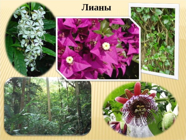 Лианы 