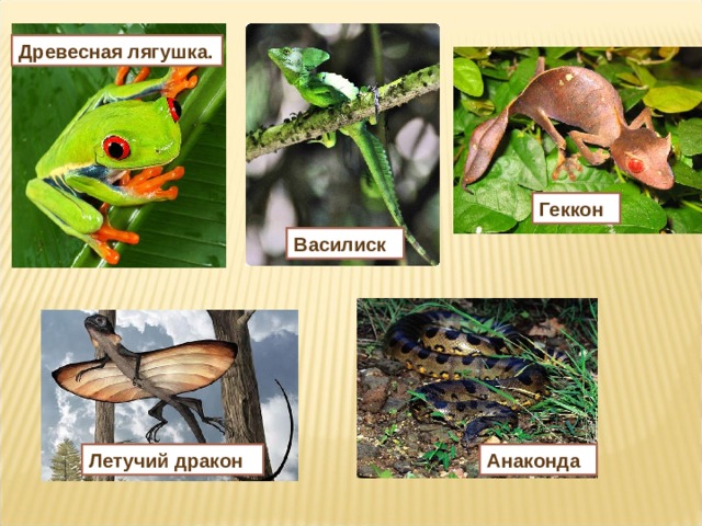 Древесная лягушка. Геккон Василиск Летучий дракон Анаконда 