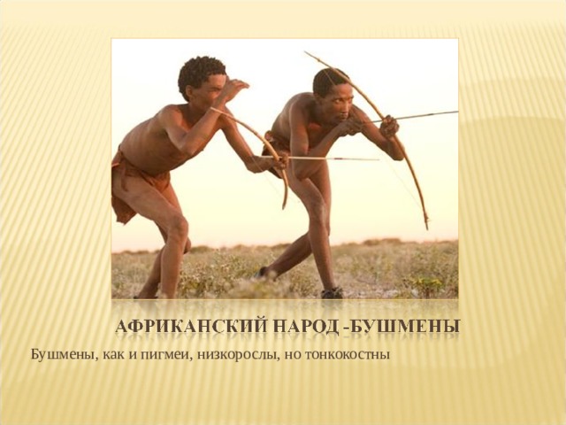 Бушмены, как и пигмеи, низкорослы, но тонкокостны 