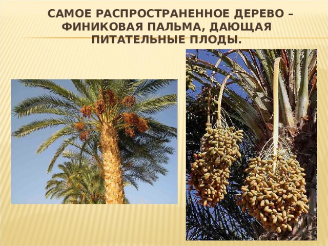  САМОЕ РАСПРОСТРАНЕННОЕ ДЕРЕВО – ФИНИКОВАЯ ПАЛЬМА, ДАЮЩАЯ ПИТАТЕЛЬНЫЕ ПЛОДЫ. 