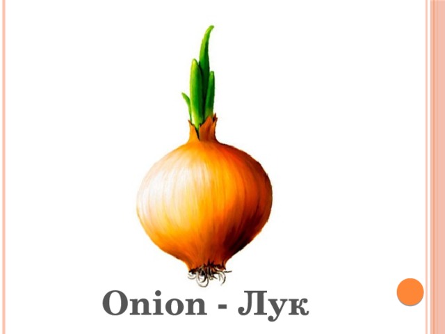 Onion - Лук 