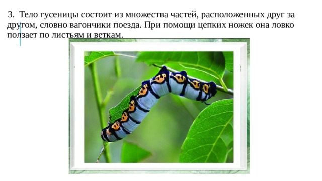 3.  Тело гусеницы состоит из множества частей, расположенных друг за другом, словно вагончики поезда. При помощи цепких ножек она ловко ползает по листьям и веткам. 