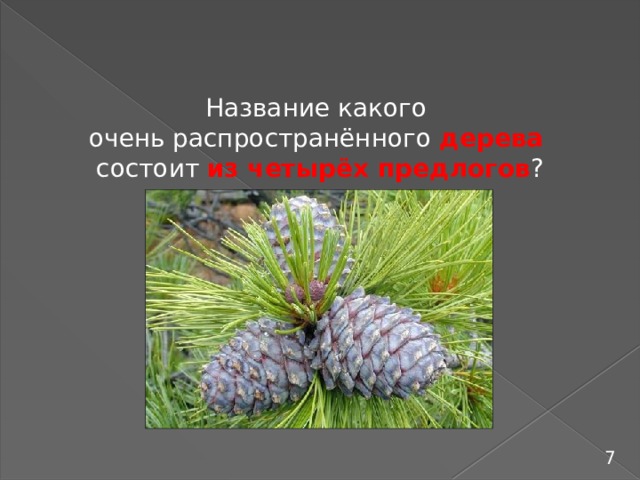 Название какого очень распространённого дерева  состоит из четырёх предлогов ? 7 