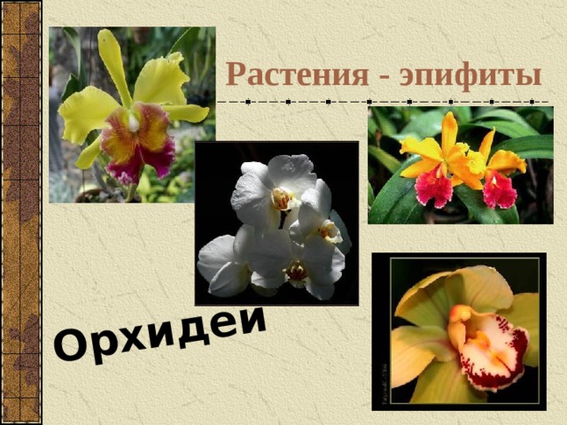 Орхидеи Растения - эпифиты 