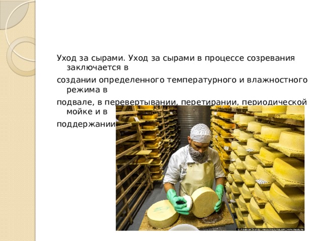 Уход за сырами. Уход за сырами в процессе созревания заключается в создании определенного температурного и влажностного режима в подвале, в перевертывании, перетирании, периодической мойке и в поддержании необходимых гигиенических условий. 