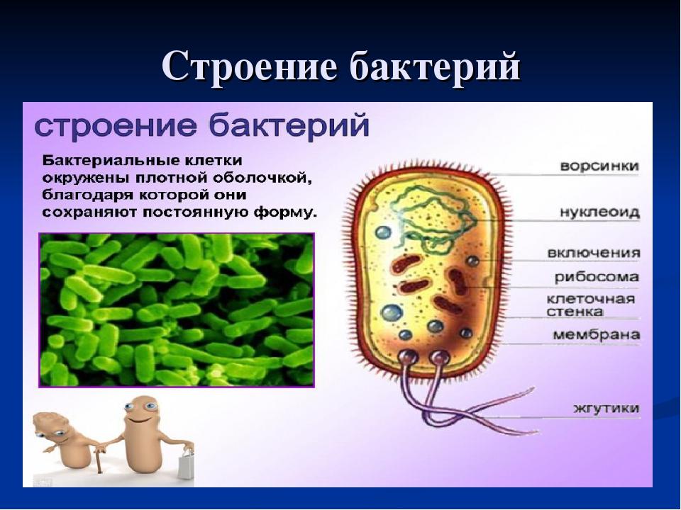 Вывод о разнообразии форм тела бактерий. Бактерии доядерные организмы 7 класс. Строение бактерии. Строение и жизнедеятельность бактерий. Строение микроорганизмов.