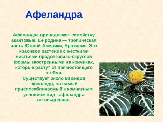 Афеландра   Афеландра принадлежит семейству акантовые. Её родина — тропическая часть Южной Америки, Бразилия. Это красивое растение с жесткими листьями продолговато-округлой формы заостренными на кончиках, которые растут от прямостоящего стебля.  Существует около 60 видов афеландр, но самый приспосабливаемый к комнатным условиям вид - афеландра оттопыренная.   