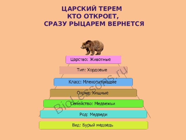 Отдел род последовательность. Царский Терем кто откроет сразу рыцарем вернется. Царский Терем кто откроет сразу. Запоминалка для систематики животных. Царский Терем кто откроет сразу рыцарем вернется царство Тип.