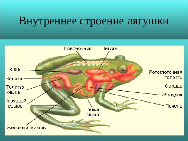 7 класс презентация внутреннее строение земноводных