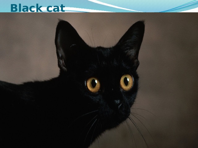 Black cat 