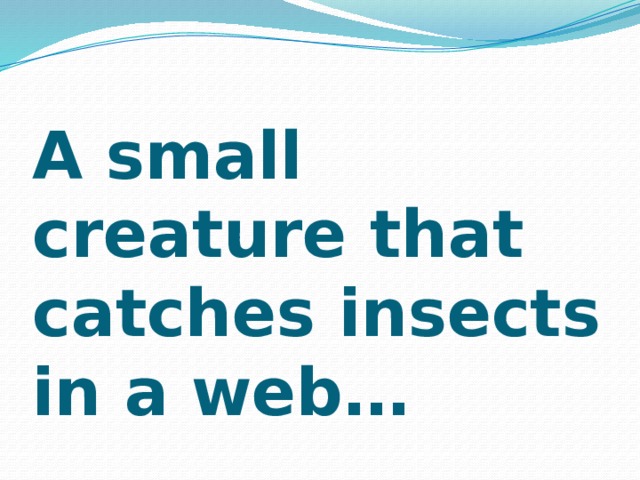 A small creature that catches insects in a web…   