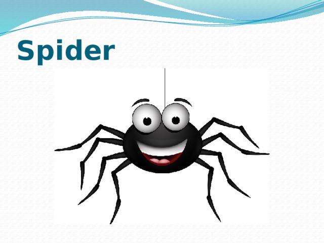 Spider 