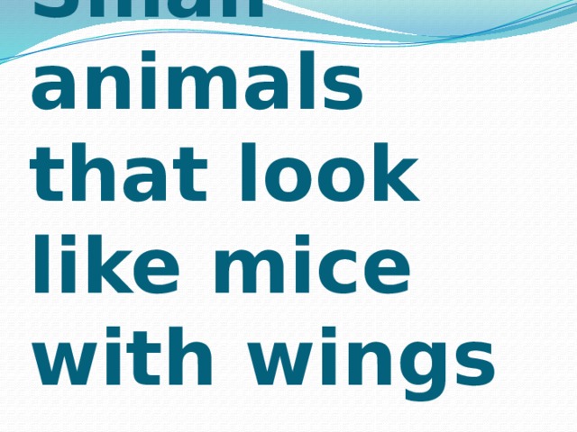 Small animals that look like mice with wings 