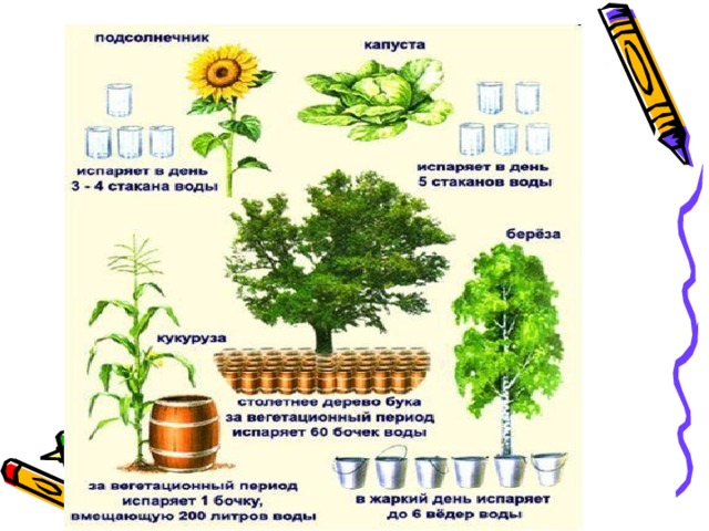 Испарение воды растениями листопад 6 класс презентация пасечник