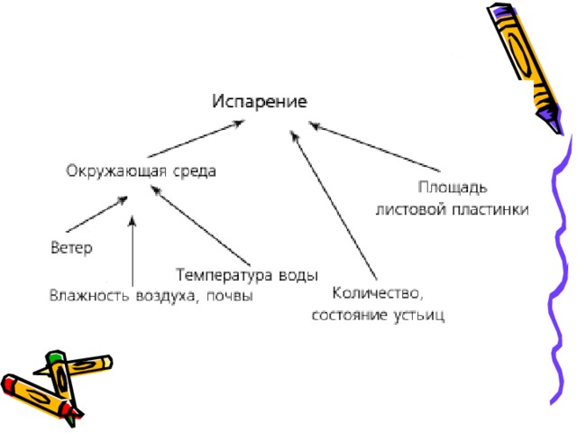 Испарение воды растениями листопад 6 класс презентация