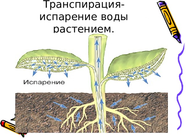 Испарение воды растениями листопад 6 класс презентация