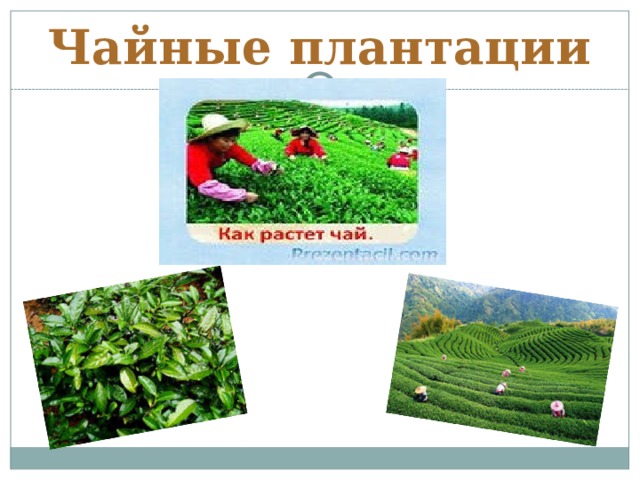 Чайные плантации 
