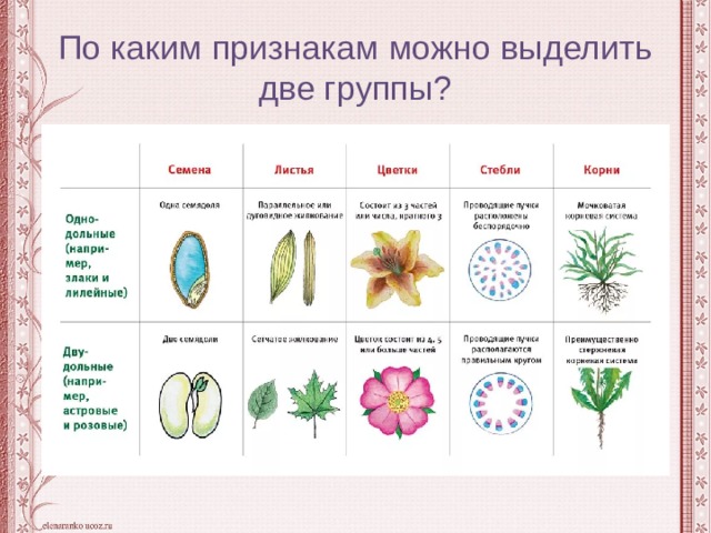 Диаграмма однодольного растения