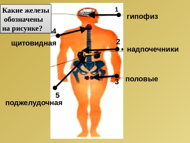 Какие железы 1  обозначены на рисунке? гипофиз 4 2 щитовидная надпочечники половые 3 5 поджелудочная 