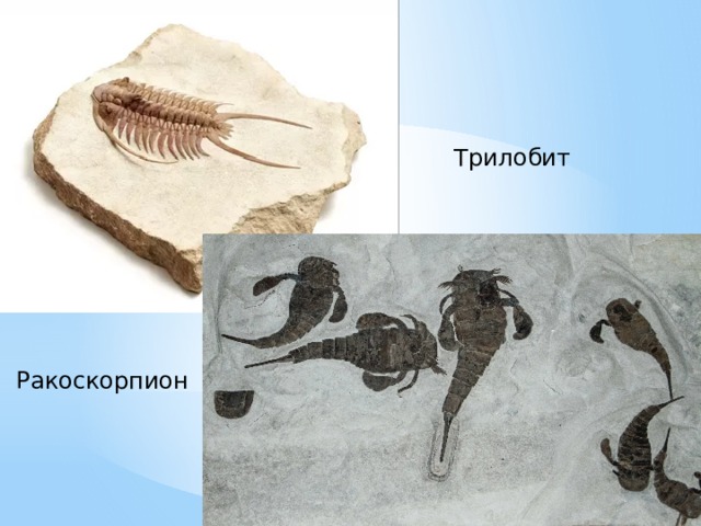 На рисунке изображен ракоскорпион вымершее животное. Ракоскорпион Эра и период. Ракоскорпионы ароморфоз. Трилобиты и ракоскорпионы. Ракоскорпион.