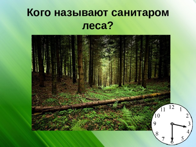 Почему лес называют санитаром. Кого называют санитаром леса. Каго называют санитарами леса. Кличка санитара леса. Санитары леса примеры.