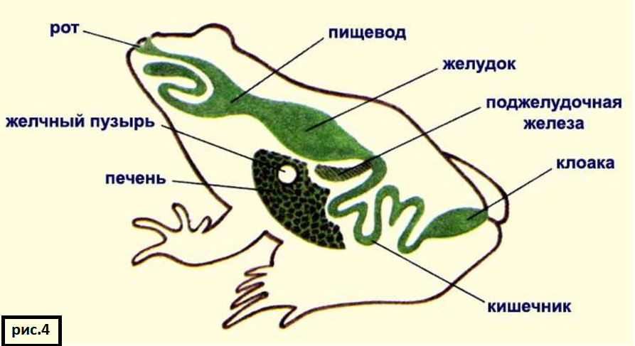 Рисунок 162 биология 7 класс