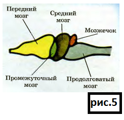 Головной мозг земноводных рисунок