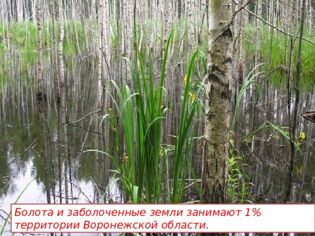 Болота и заболоченные земли занимают 1% территории Воронежской области. 