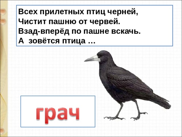 Всех прилетных птиц черней, Чистит пашню от червей. Взад-вперёд по пашне вскачь. А зовётся птица … 