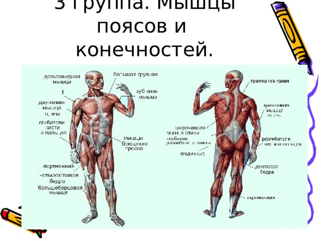 Группы скелетных мышц. Основная группа скелетных мышц. Группы скелетных мышц 8 класс. Группы скелетных мышц 8 класс биология.