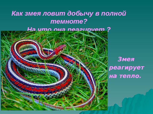  Как змея ловит добычу в полной темноте?  На что она реагирует ?      Змея  реагирует  на тепло. 