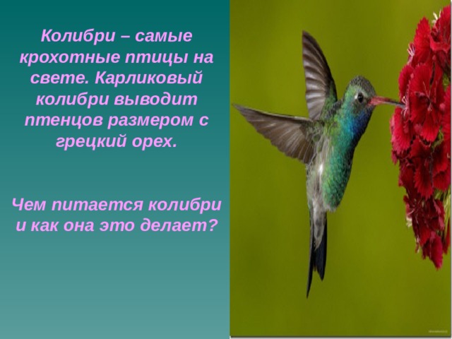 Колибри – самые крохотные птицы на свете. Карликовый колибри выводит  птенцов размером с грецкий орех.    Чем питается колибри и как она это делает? 