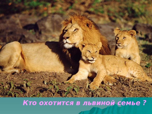 Кто охотится в львиной семье ? 