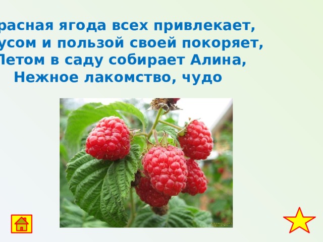 Красная ягода всех привлекает,  Вкусом и пользой своей покоряет,  Летом в саду собирает Алина,  Нежное лакомство, чудо  