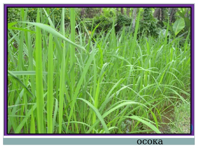 осока 