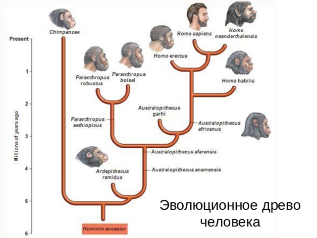 Родословная человека схема