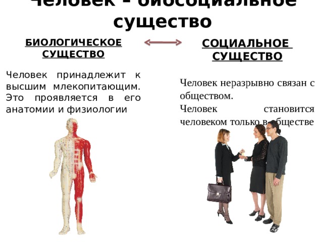 Человек существо. Человек социальное существо. Человек биосоциальное существо. Человек биологическое существо. Человек это социально биологическое существо.