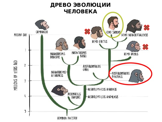 Древо эволюции человека схема