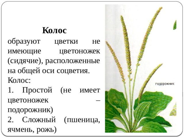 Почему растение подорожник так называется. Соцветие Колос подорожник. Тип соцветия подорожника.