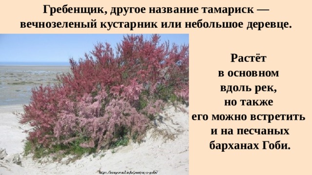 Гребенщик, другое название тамариск — вечнозеленый кустарник или небольшое деревце. Растёт в основном вдоль рек, но также его можно встретить и на песчаных барханах Гоби. 